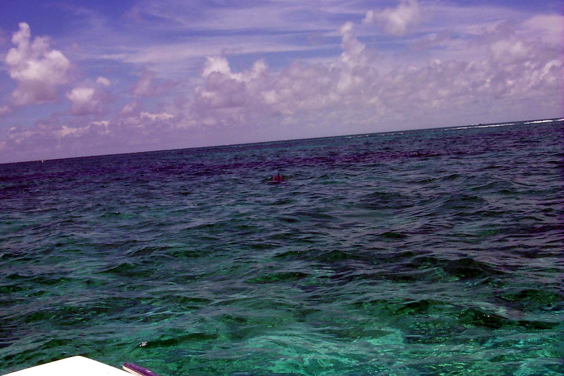 B99_Dolphin1.JPG (1710374 bytes)
