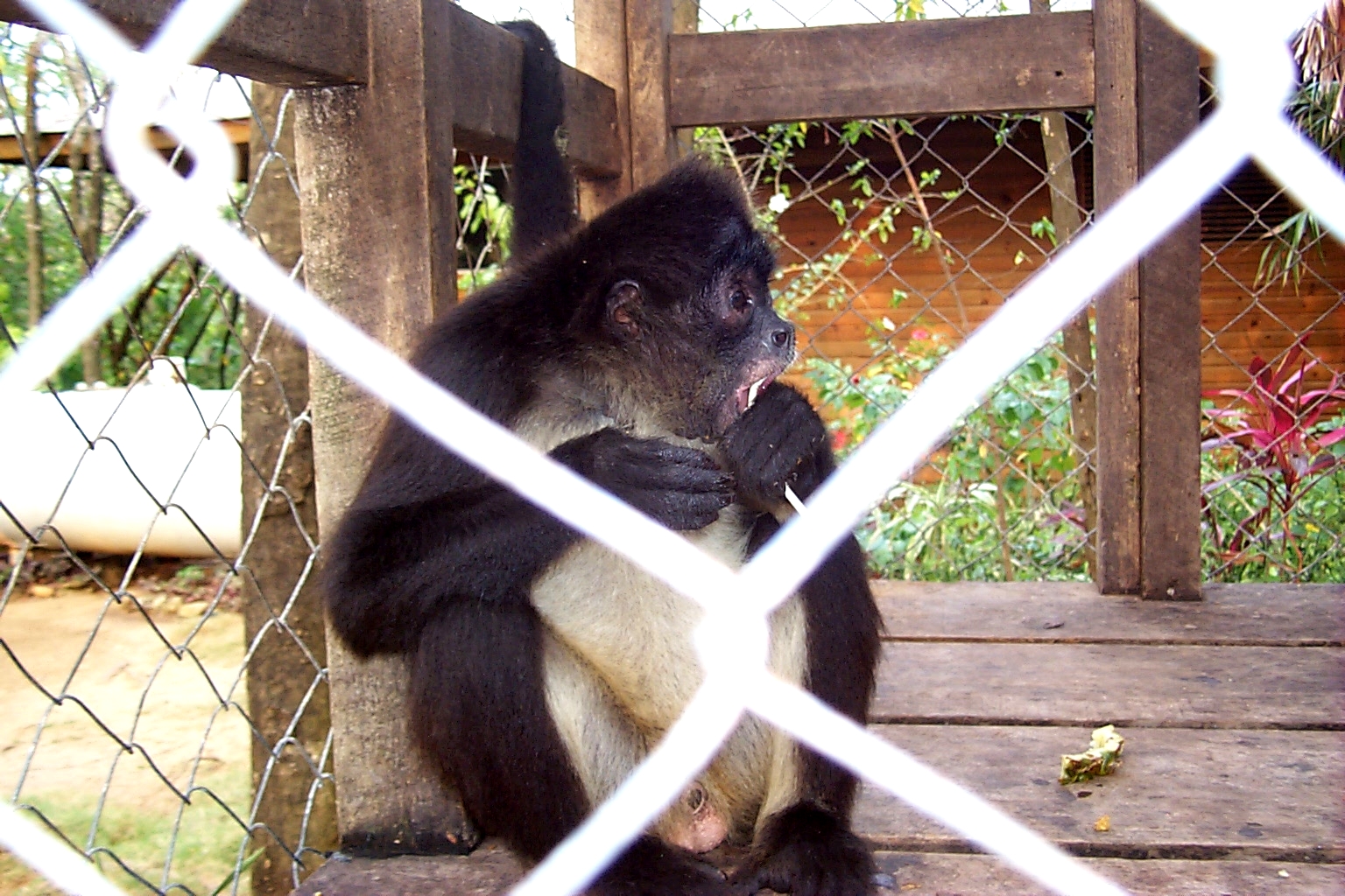 RoatanMonkey6.jpg (1076669 bytes)